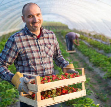 green house farming